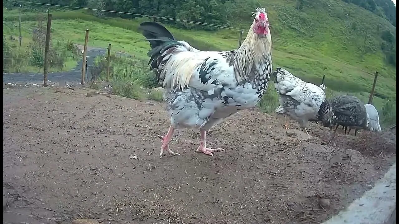 Farm surveillance of birds