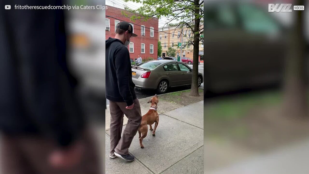 Cão descobre que os ramos vêm das árvores