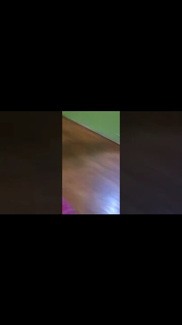 My Life Flashed Before My Eyes #shorts #doggo #dogmeme