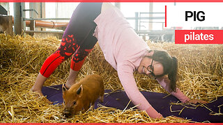 A British farm has become the first in the world to offer - pig pilates