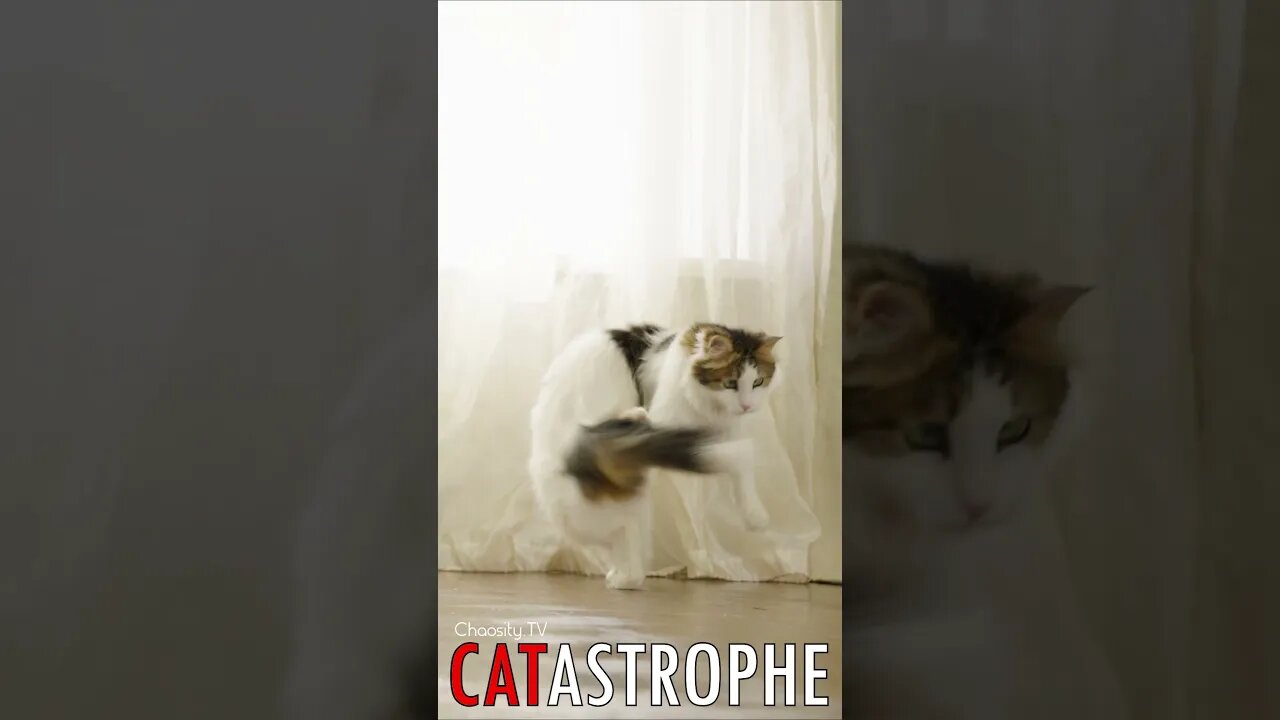 😼 #CATASTROPHE - In Pursuit of Tail: The Whirling Adventure of a Playful Cat 🐈