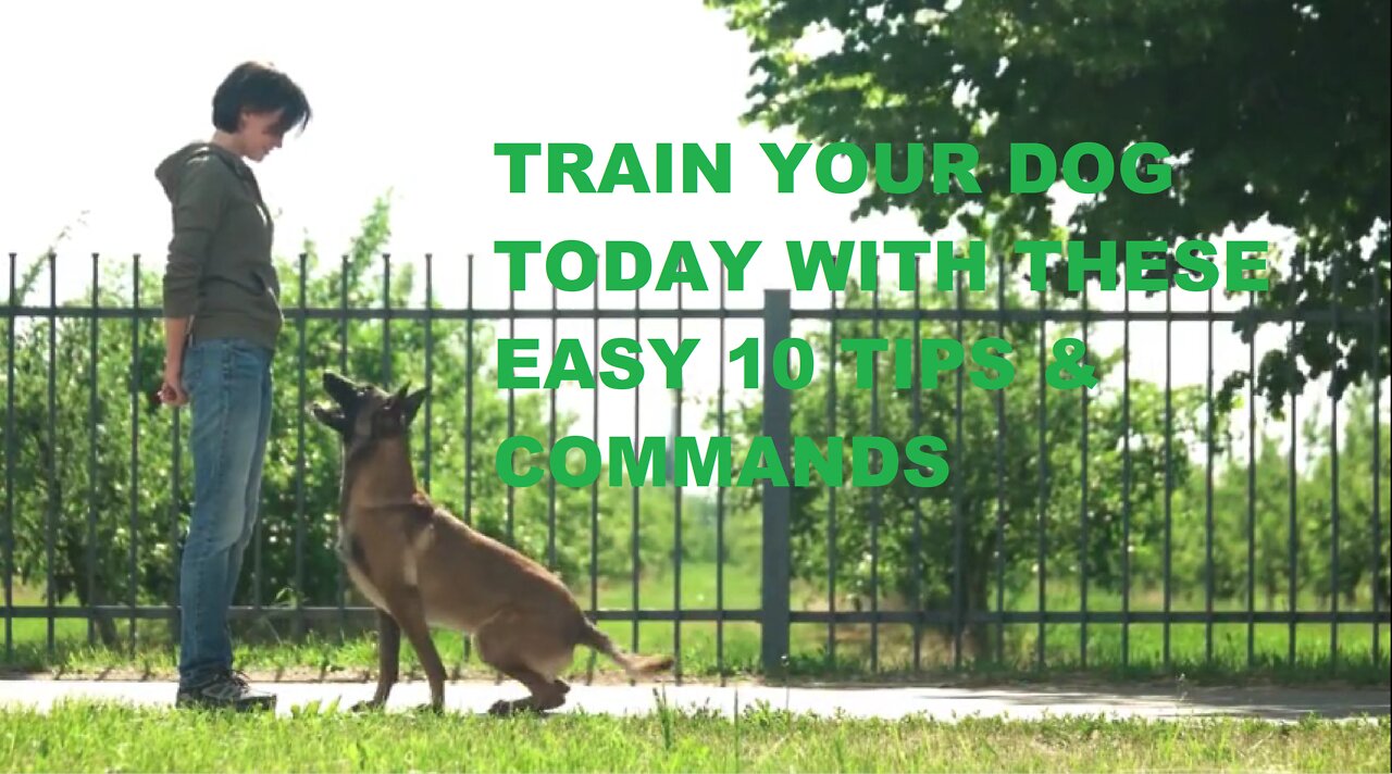 How to train your Dog - TOP 10 Commands