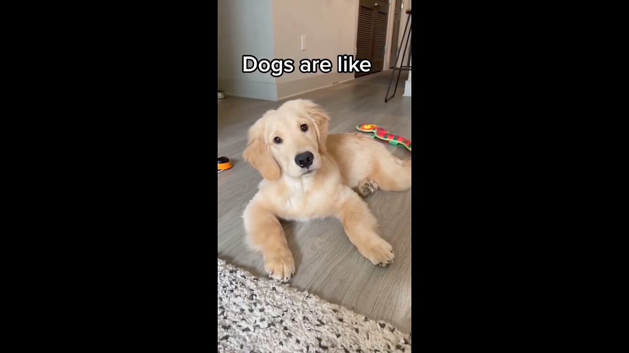 Adorable Puppy Plays Fetch in the Park!