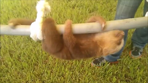 Baby sloth funny video