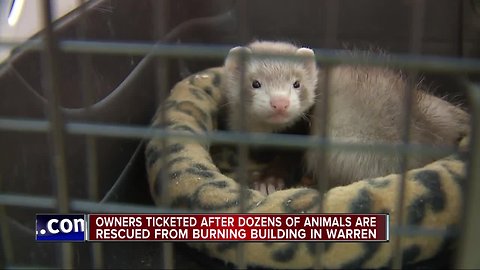 Dozens of animals found in home after fire