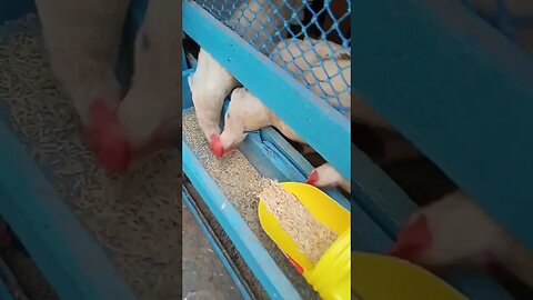 تربية الدجاج البلدي، الشعير للدجاج #دجاج #chicken