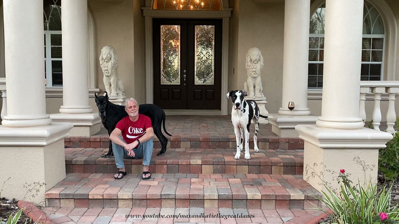 Trying To Get A Harlequin Great Dane To For Pose For A Photo