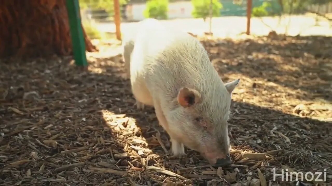 Cute ! little ! animals, ! dog ! sound, ! cow ! sound, ! cat ! sound, elephant sound, chicken sound