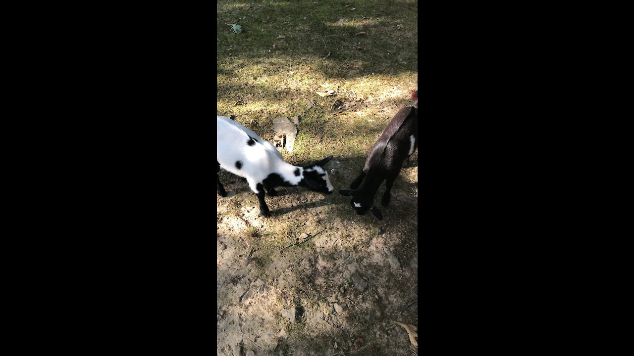 Baby Goat Exploring