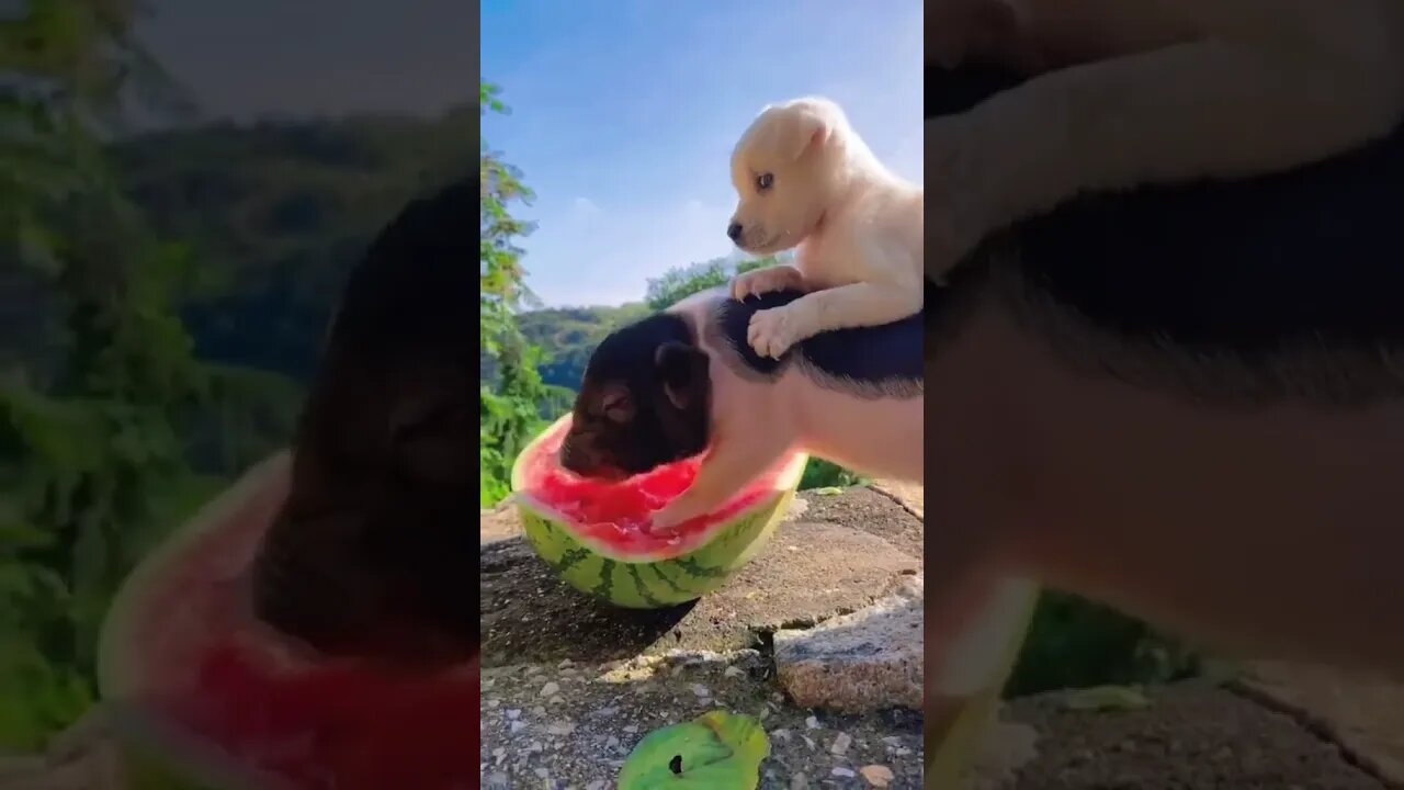 It’s called friendship🤣 #shorts #cuteanimals