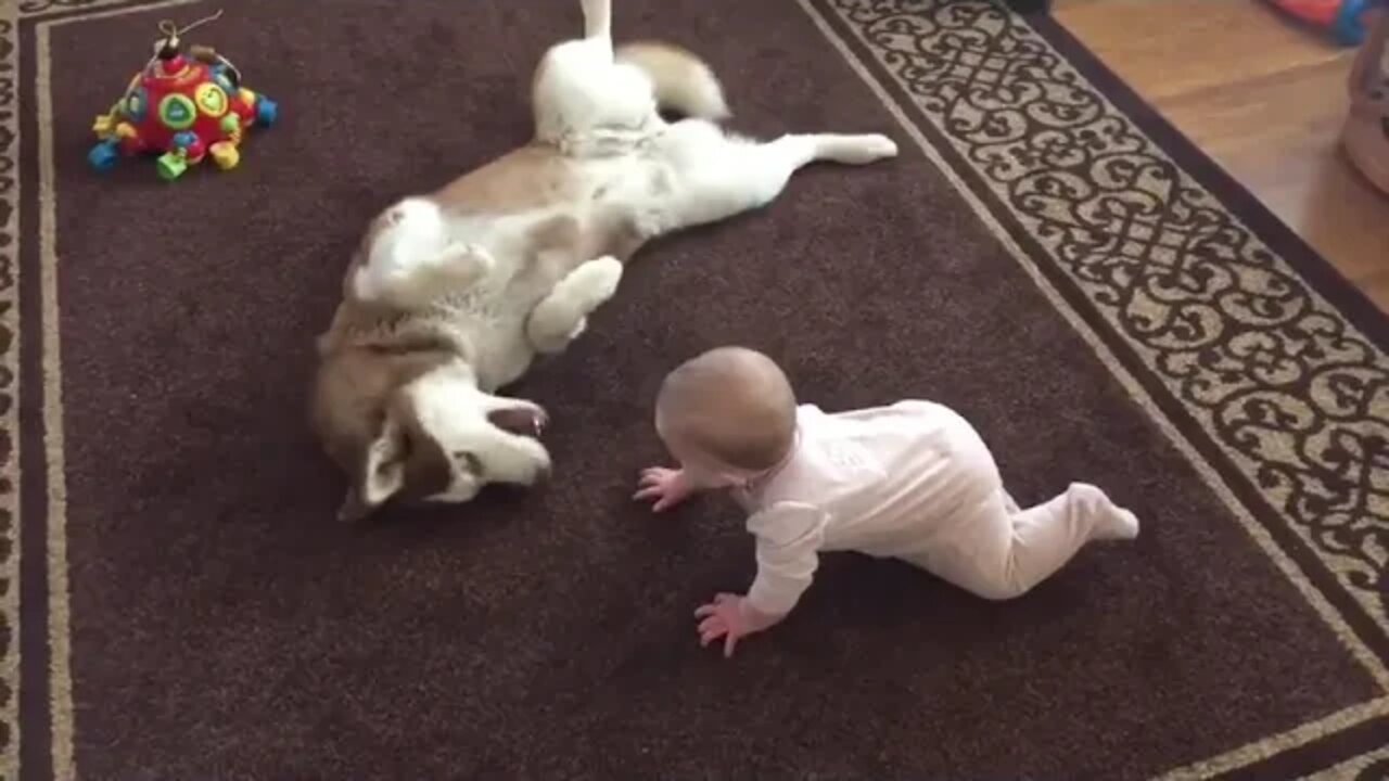 Siberian Husky Gently Plays With A Baby