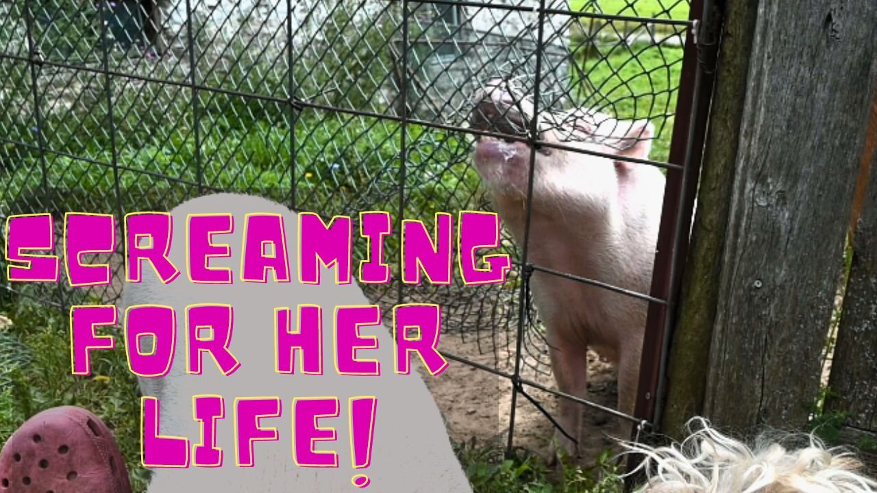 I Heard My Pig Screaming For Her Life! I Ran Out And This Is What I Found!