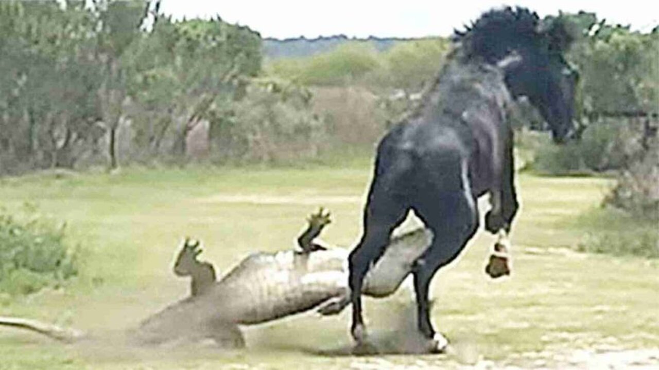 The crocodile hunt wild horses, but he didn't expect the accident to happen