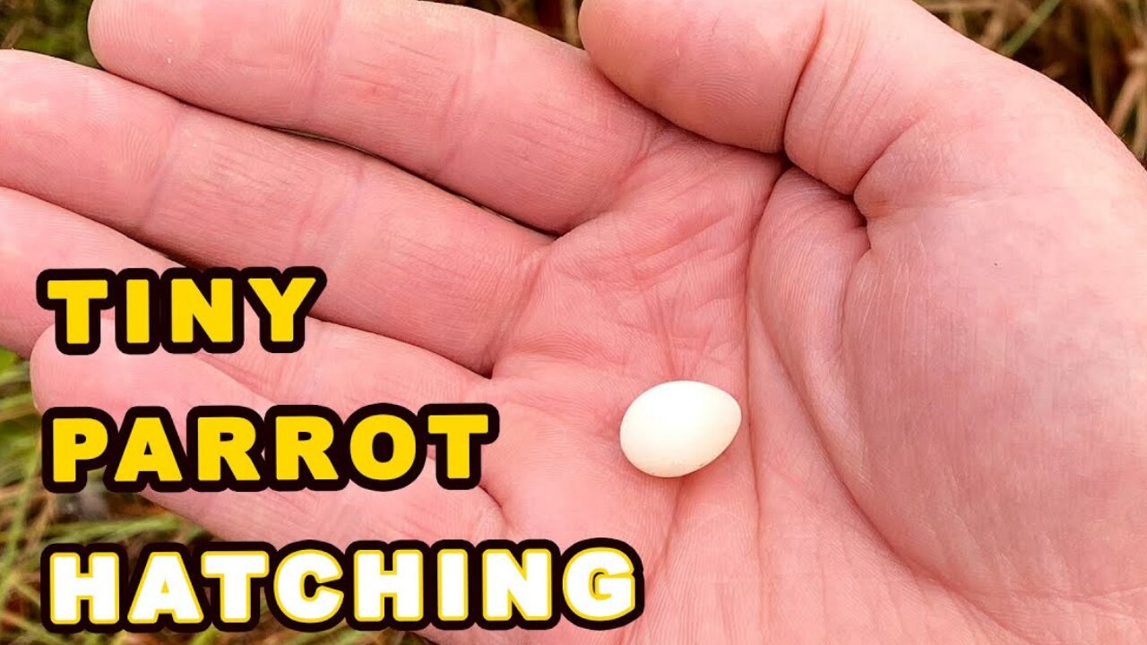 The Smallest Parrot you have ever seen - Tiny egg rescue