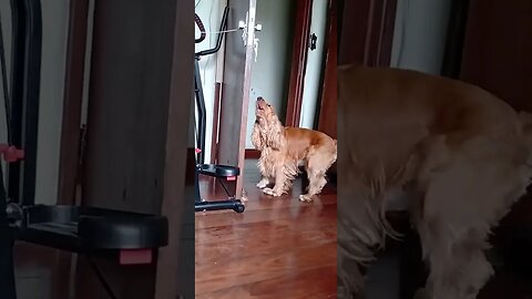 #dogshow , #animals , #dogs , #shorts