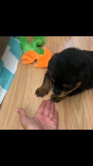 5-Week-Old Rottie Learns to Give 5