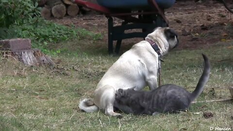 Dog feeding milk to Cat 😱 || Amazing video
