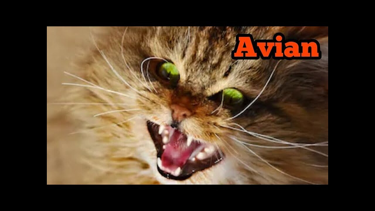 Avian| Evil Bloody cat