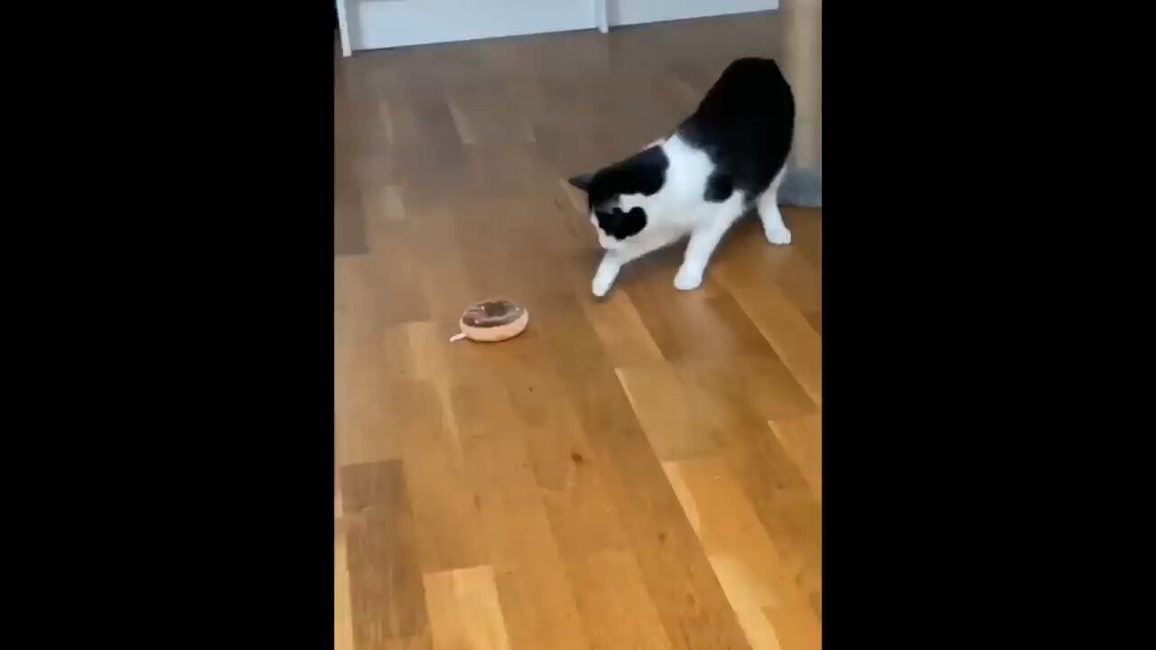funny cat