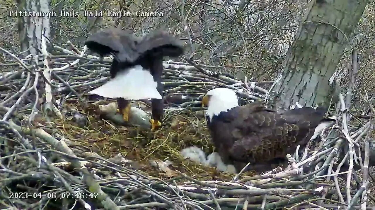 Hays Eagles Mom brought to the Nest a Huge Fish for H19 H20 4.6.23 7:46am