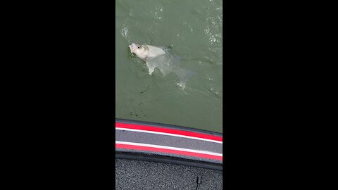 Good size fish and fun