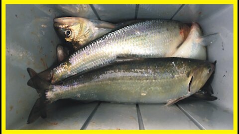 SACRAMENTO RIVER FISHING REPORT - American Shad Have Arrived