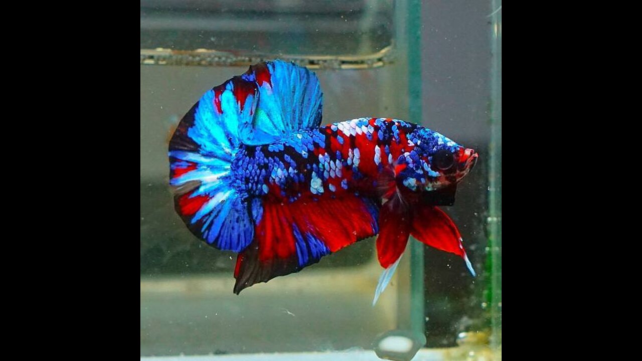 Top Grade Bettafish Multy Colors