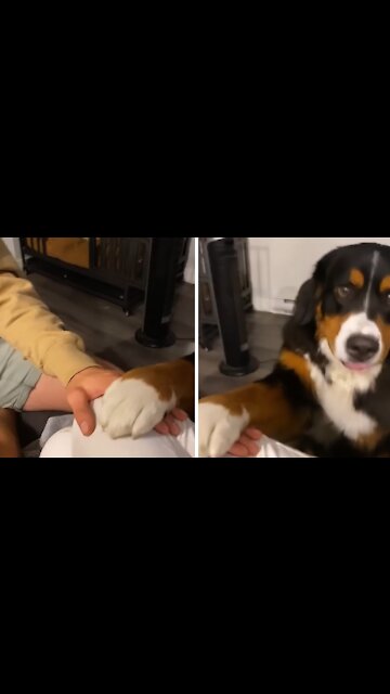 This puppy is definitely ready to be part of the team