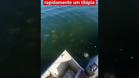 As Temidas Piranhas veja um cardume atacando uma tilápia