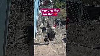 Farm surveillance. Hercules the rooster