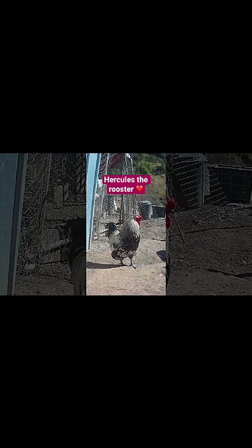 Farm surveillance. Hercules the rooster