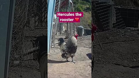 Farm surveillance. Hercules the rooster