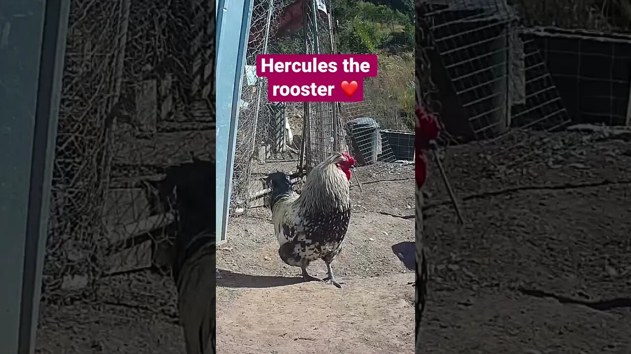 Farm surveillance. Hercules the rooster
