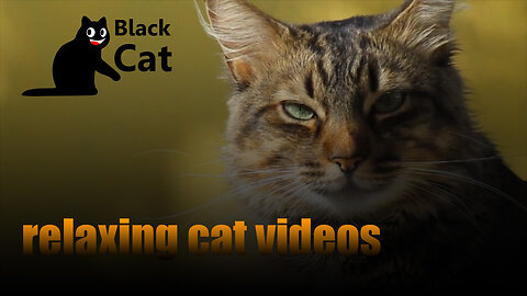 BEST relaxing video with cats