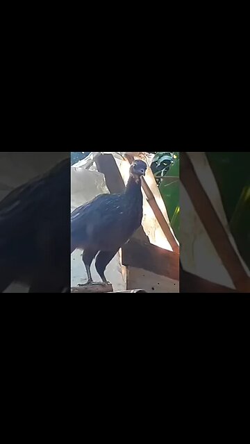 Jacu e seus filhotes em busca de comida