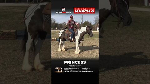 Princess is a Stunning Gypsy that the whole family can enjoy! On Ponybid.com ending March 6th!