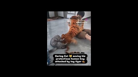 Caring Cat 😺 saving his pretentious human boy 👦 attacked by toy tiger 🐅