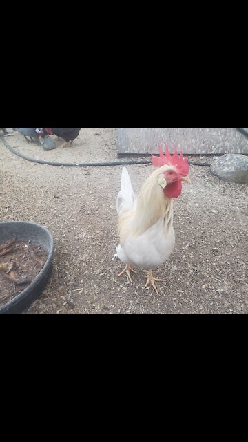 Silver Pyle Leghorn Cockerel
