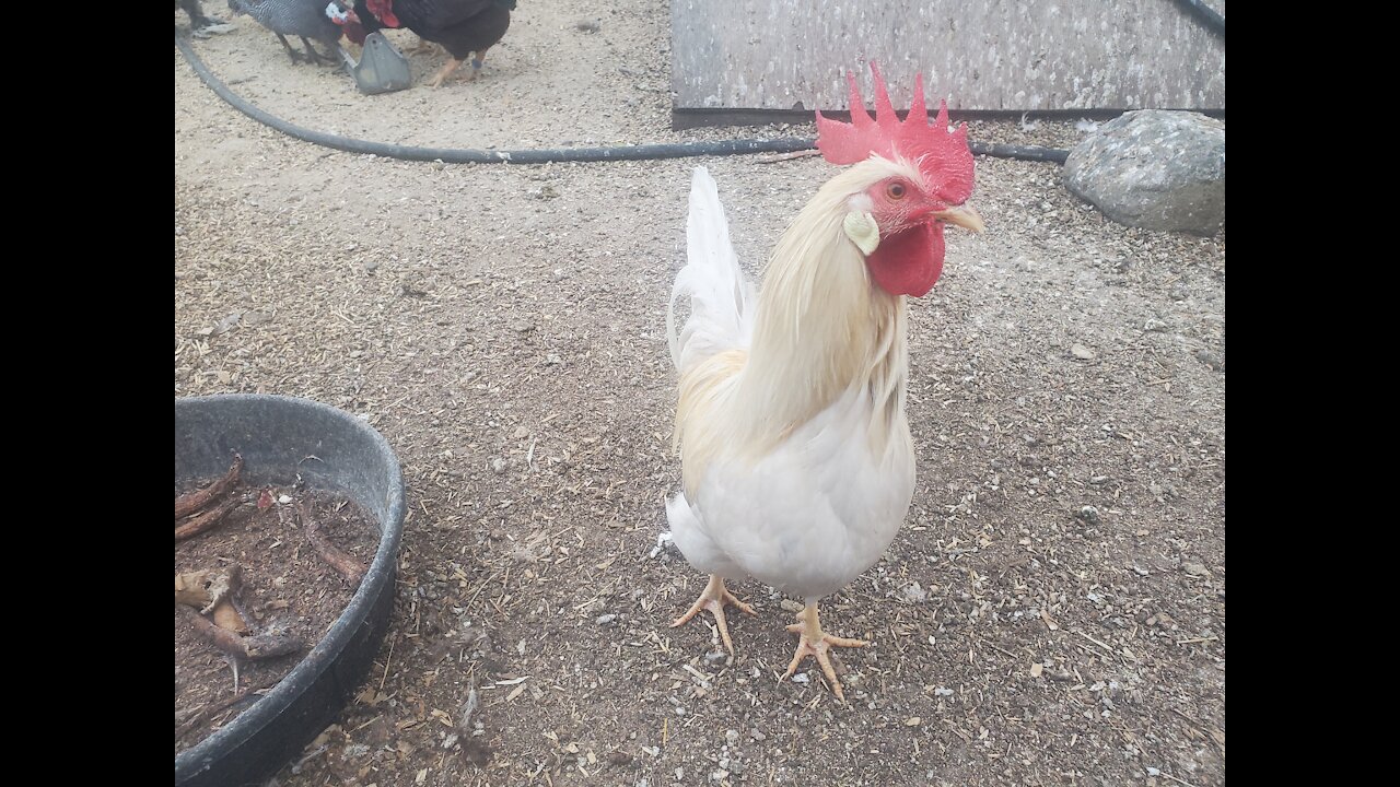 Silver Pyle Leghorn Cockerel