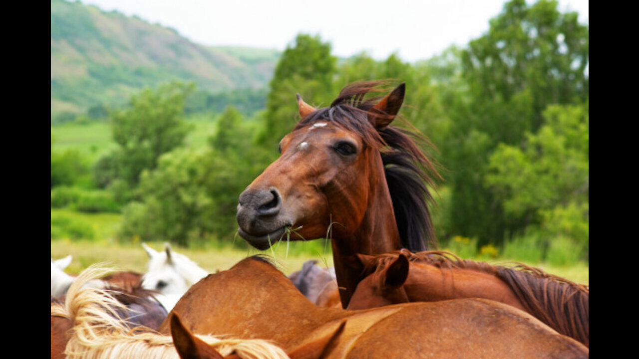 TOP ANIMALS SOUND