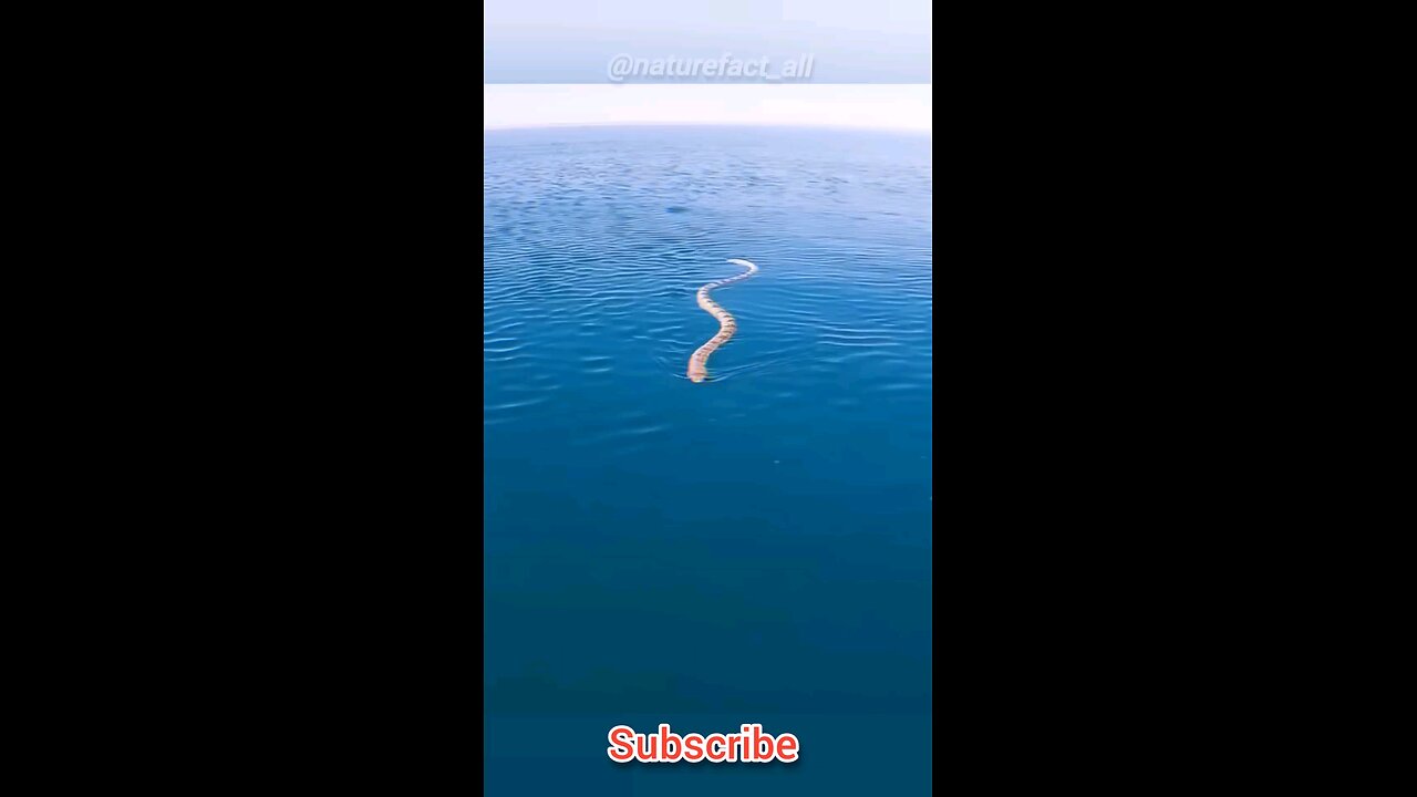 sea snake