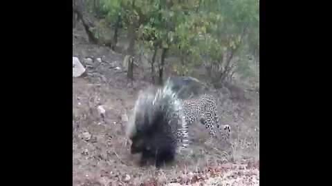 Silly leopard taking on porcupine at high speed will make your day!