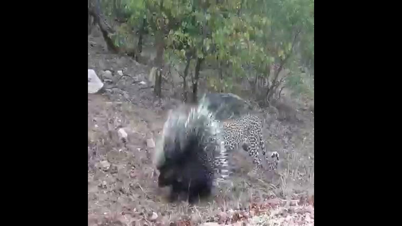 Silly leopard taking on porcupine at high speed will make your day!