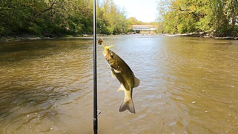 Nice Smallmouth Bass (SHORTS)