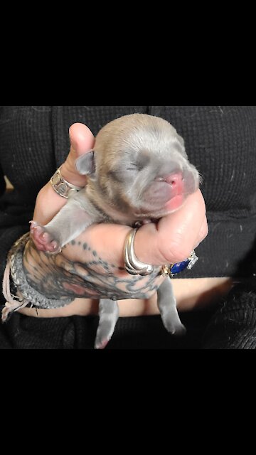 Blue Frenchie Puppy’s First Day In Their New Home
