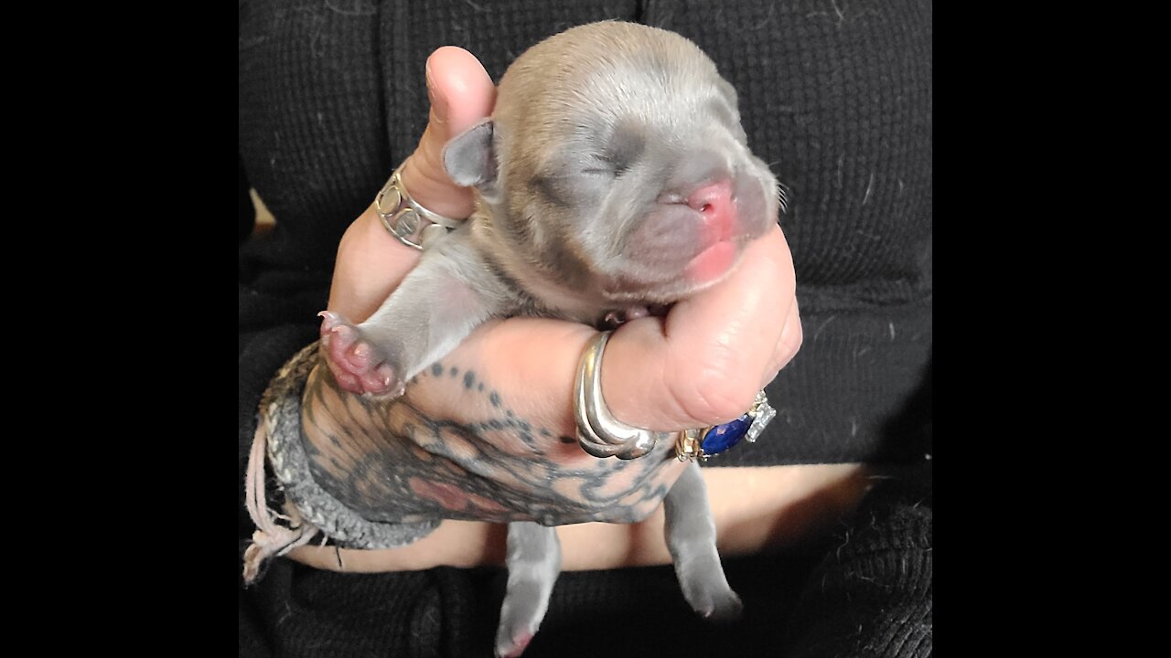 Blue Frenchie Puppy’s First Day In Their New Home