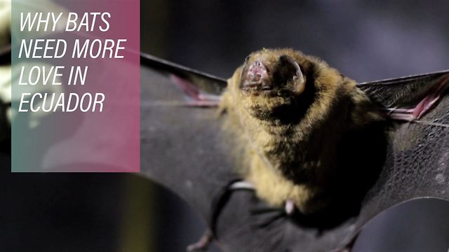 Ecuador can't decide if bats are friends or foes