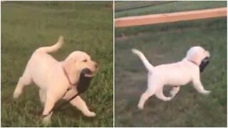 Ce chiot montre qu'elle est une grande fille en s'auto-promenant