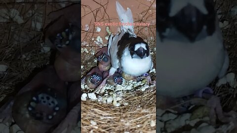 Gouldian chicks Sound #bird #finches #finch #owlfinches #gouldianfinch #lovebird #purplefinch