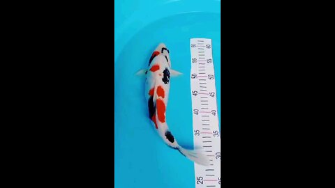 Koi Showa size 34 Male